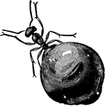 Honey-ant, Myrmecocystus melliger, filled with honey.