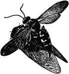 Specius speciosus carrying a cicada to its home.