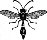 Fraternal potter-wasp, Eumenes fraterna, wasp.