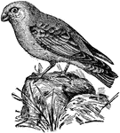 A well known English bird, known as the coal-hood, the hoop, or the tony hoop, the alp, and the hope.