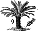 A Chinese sago palm.