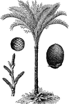 An Indian sago palm.