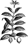The coffee plant is a shrub or small tree, native to subtropical Africa and southern Asia.