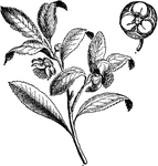 Camelia sinensis is the tea plant, the plant species whose leaves and leaf buds are used to produce tea.