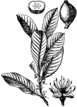 A tropical tree native to southeast Asia and northern Australasia, from Taiwan south to Malaya and east to the Solomon Islands.