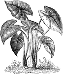 Edible colocasia, a plant native to tropical Polynesia and southeastern Asia.