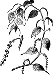 Black pepper is a flowering vine, which is usually dried and used as a spice and seasoning.