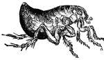 Fleas are parasites. That is any plant or animal which feeds upon another living plant or animal without destroying it.