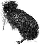 The Kiwi, a native of New Zealand is closely related to the Ostrich but much smaller. It is also a flightless bird.