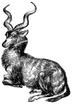 A native of S. Africa and similar in appearance to the antelope. The male's horns are nearly five feet long, and their spiral form adds to its distinction.