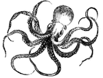 Octopus, a mollusk related to the squid. It has eight arms with suckers, arranged around a central soft, baggy body.