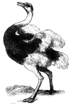 A flightless bird, the ostrich can run rapidly with its wings outstretched.