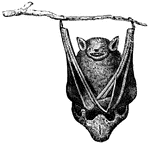The bat "never likes to rest upon the ground, and it takes its rest always by hanging itself up by the two hooks in its wings", (Hooker, 1886).