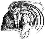 "When alarmed, the hermit crab withdraws itself wholly into its portable house, closing the mouth of the shell with one of its claws, "(Hooker, 1882).