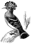The hoopoes are easily recognized from the double range of plumes which form an arched crest on their head.