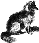 The Border Collie is a medium-sized dog of the herding group.