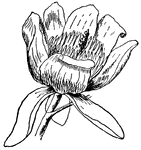 The flower of the Tulip-tree, Liriodendron tulipifera (Keeler, 1915).