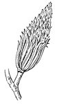 The fruit of the Tulip-tree, Liriodendron tulipifera (Keeler, 1915).