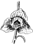 The flower of the Papaw, Asimina triloba (Keeler, 1915).