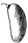The fruit of the Papaw, Asimina triloba (Keeler, 1915).