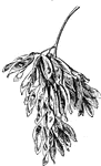 The fruit of the Tree-of-Heaven, Ailanthus (Keeler, 1915).