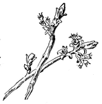 The pistillate flowers of the Silver Maple, Acer saccharinum, (Keeler, 1915).