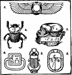 The ancient Egyptians regarded the scarab as a symbol of immortality. 1. Stone scarab with wings, 2. The sacred beetle (<em>Scarabaeus sacer</em>), 3. Scarab from the British Museum, 4. Scarab seal from the tomb of Maket, 5, 6. Scarabs from monuments.