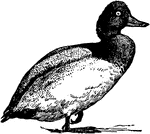 "The scaup (<em>Fuliguia mariula</em>) is a winter visitor to the United States and Southern Europe. Its food consists of marine animals and plants."&mdash;Finley, 1917