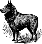 "The Schipperke is a small tailless dog, originally bred in Belgium and only later introduced to North America." —Finley, 1917