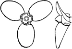 Thornycroft's propeller, a common form of screw propeller.