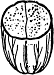 A cross-section of an acorn.