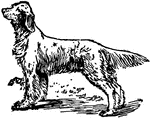 A setter, of which there are three varieties, English, Scotch, and Irish.