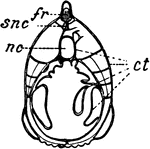 "Section of <em>Ampioxus</em>, fr, fin ray; ct, connective tissue; nc, notochord, ; snc, supraneural crest"&mdash;Finley, 1917