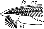 "Side view of <em>Amphioxus</em>: fs, fin supports; nc, notochord; ot, oral tentacles."&mdash;Finley, 1917