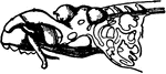"Membranous cartilage skull of <em>Cyclostoma</em>."&mdash;Finley, 1917