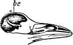 Skull of <em>corvus corone</em>, or carrion crow, showing the brain cavity.