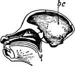 Skull of a baboon, showing the brain cavity.