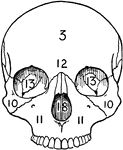 Front view of an adult skull.