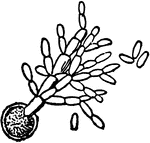 "Germinating spore, with secondary spores or conidia."&mdash;Finley, 1917