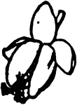A female sorrel flower.