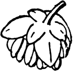 A male sorrel flower.