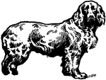 "The field spaniel, a dog to which very great attention has been paid by breeders and fanciers, who have lengthened its body and shortened its legs at the expense of symmetry."—Finley, 1917