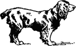"The Cocker spaniel is a much smaller breed of spaniel. They hunt nearly mute."—Finley, 1917