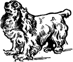 "The King Charles spaniel, a breed of toy spaniel. It is black and tan."—Finley, 1917