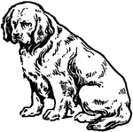 "The Clumber spaniel, so called from the breed having originated at Clumber, in Nottinghamshire, a seat of the Duke of Newcastle."—Finley, 1917