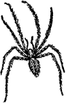 A common house spider, <em>tegenaria domestica</em>.