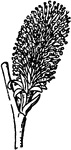 "The catkin of a willow, a type of spike."&mdash;Finley, 1917