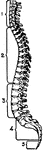 Side view of a human spinal column.