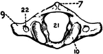 "View from above of the Atlas, the first cervical vertebra."&mdash;Finley, 1917