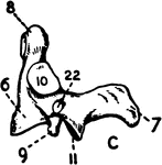 "Side view of the axis, the second cervical vertebra."&mdash;Finley, 1917